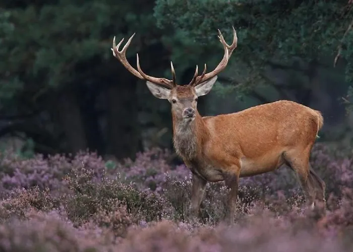 Trinity 12 People Resort Voorthuizen